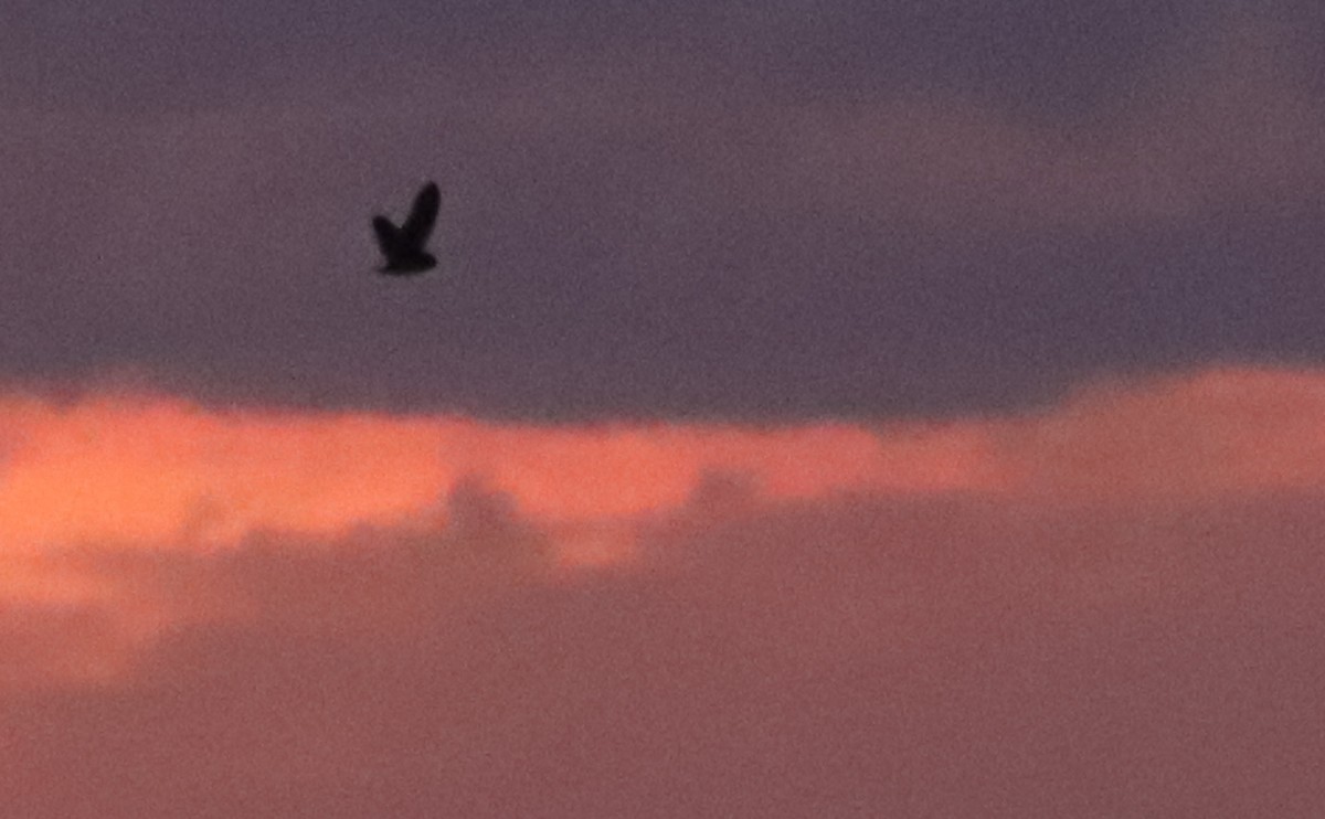 Short-eared Owl (Northern) - ML631480405