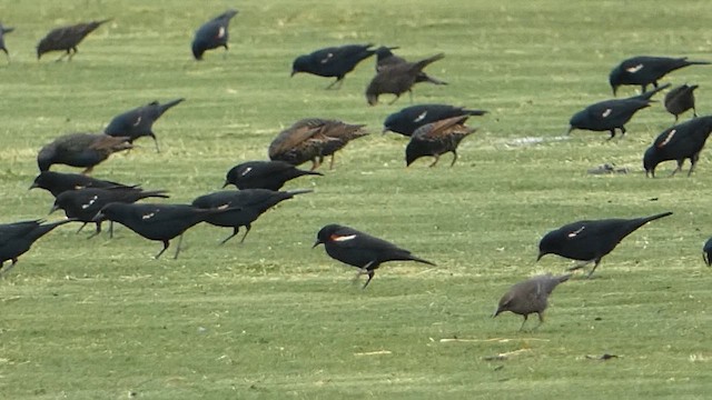 Tricolored Blackbird - ML631480485