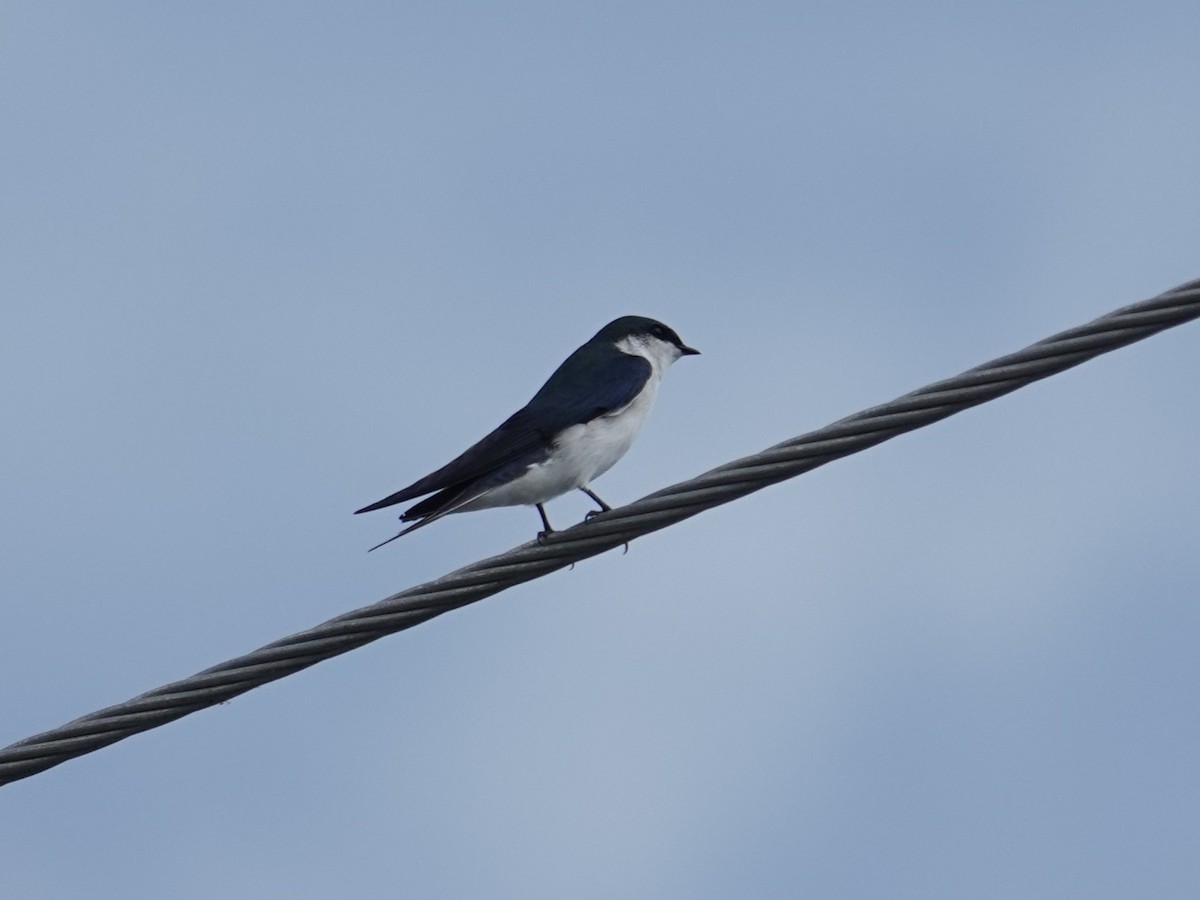 Bahama Swallow - ML631480509