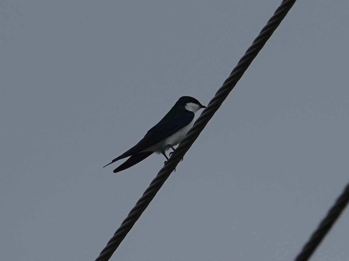 Bahama Swallow - ML631480513