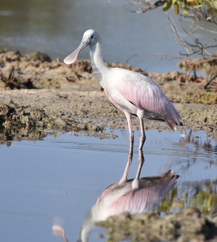 Roseate Spoonbill - ML631480588