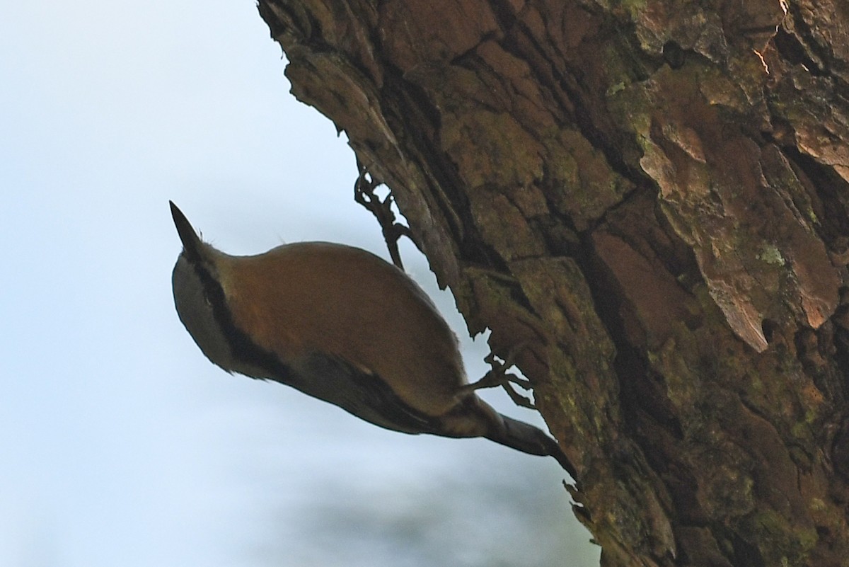 Eurasian Nuthatch (Chinese) - ML631480654