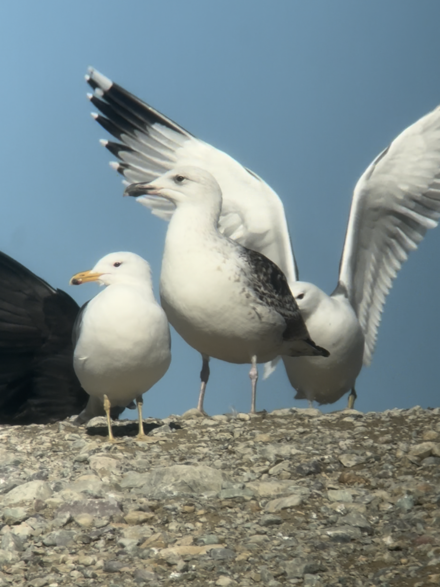 Great Black-backed Gull - ML631480723