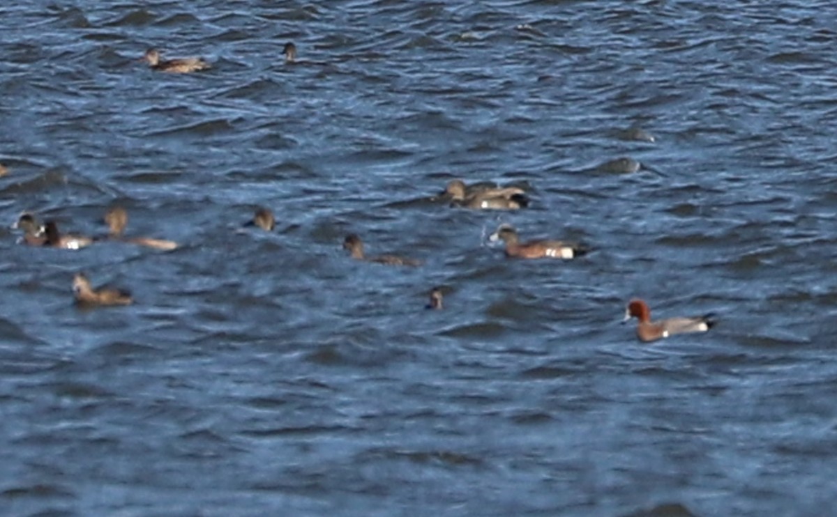 Eurasian Wigeon - ML631480766