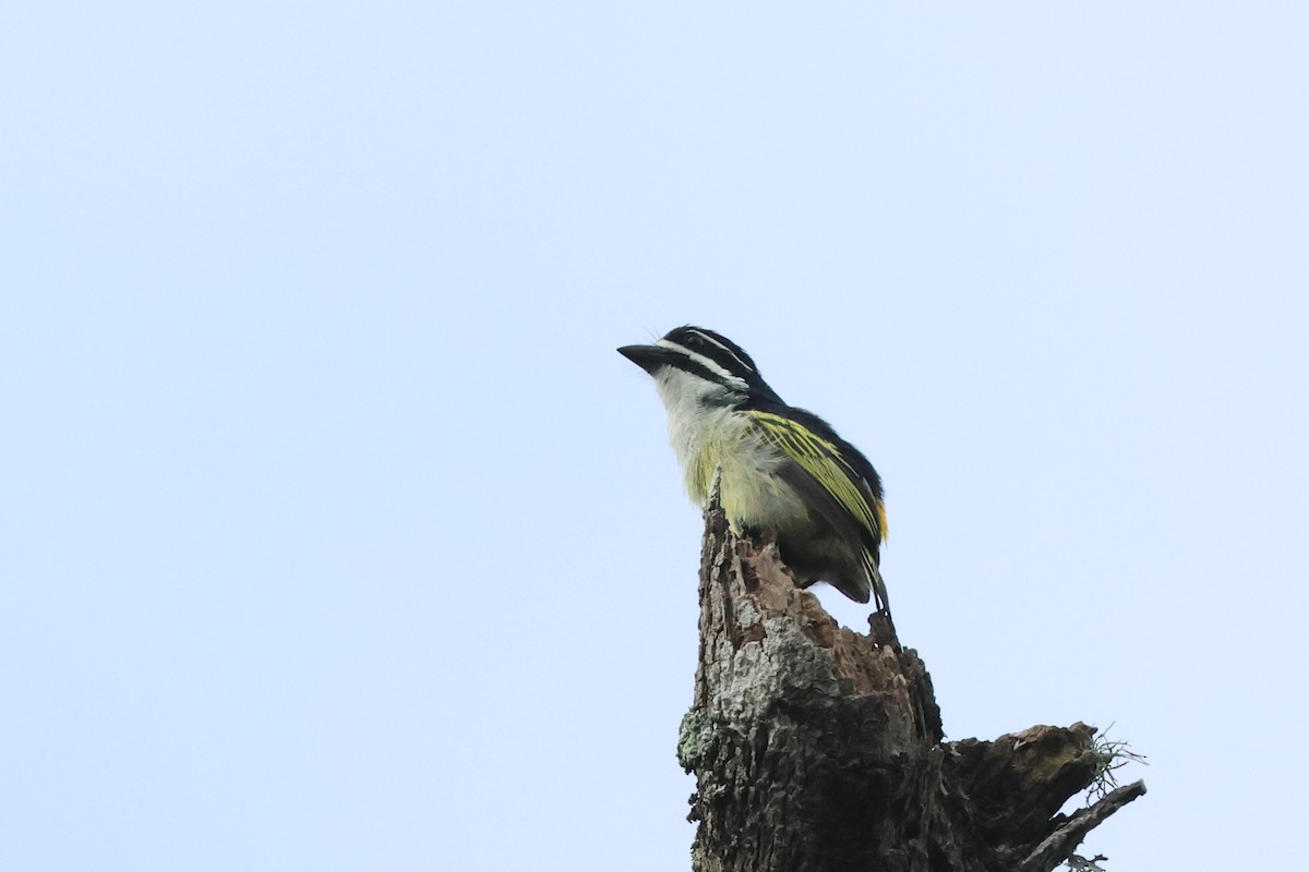 キゴシヒメゴシキドリ（bilineatus グループ） - ML631480858