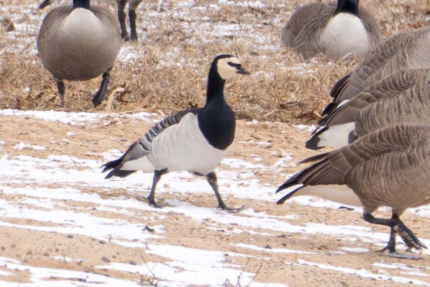 Barnacle Goose - ML631480878