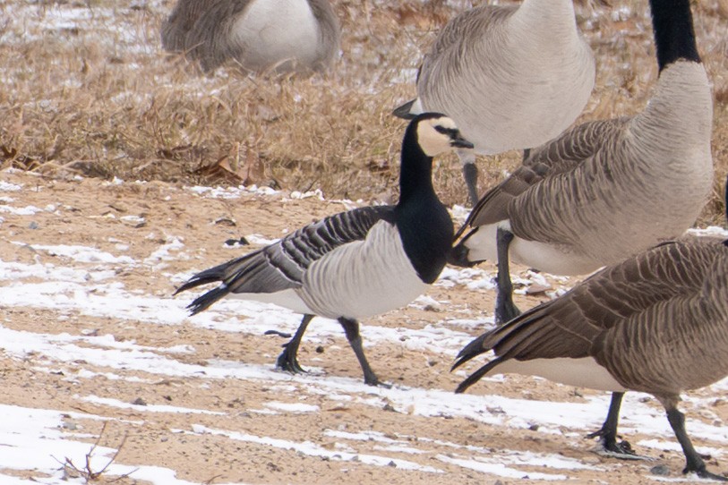 Barnacle Goose - ML631480879