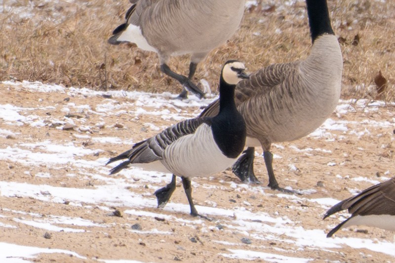 Barnacle Goose - ML631480880