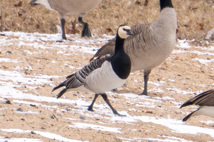 Barnacle Goose - ML631480881
