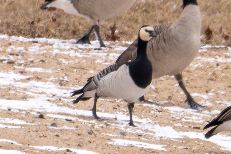 Barnacle Goose - ML631480882