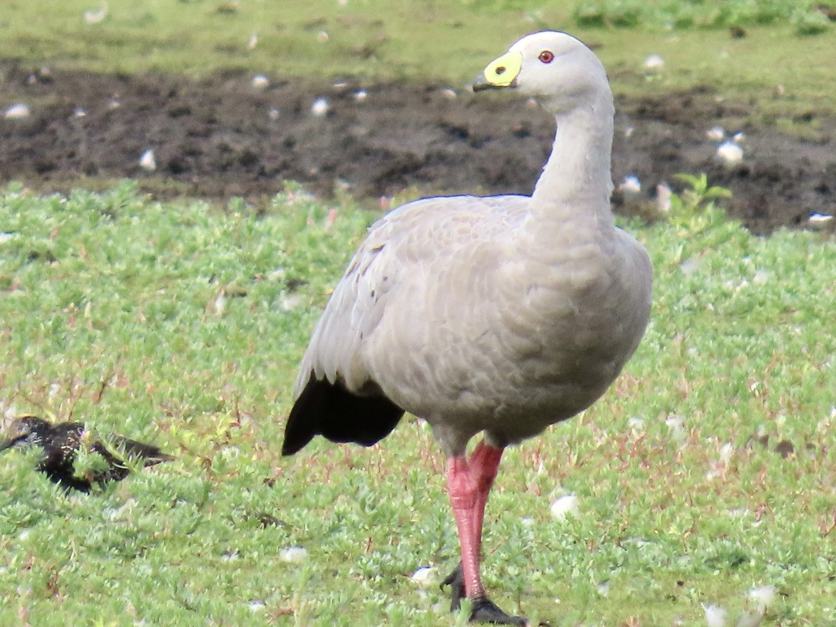 Cape Barren Goose - ML631480883
