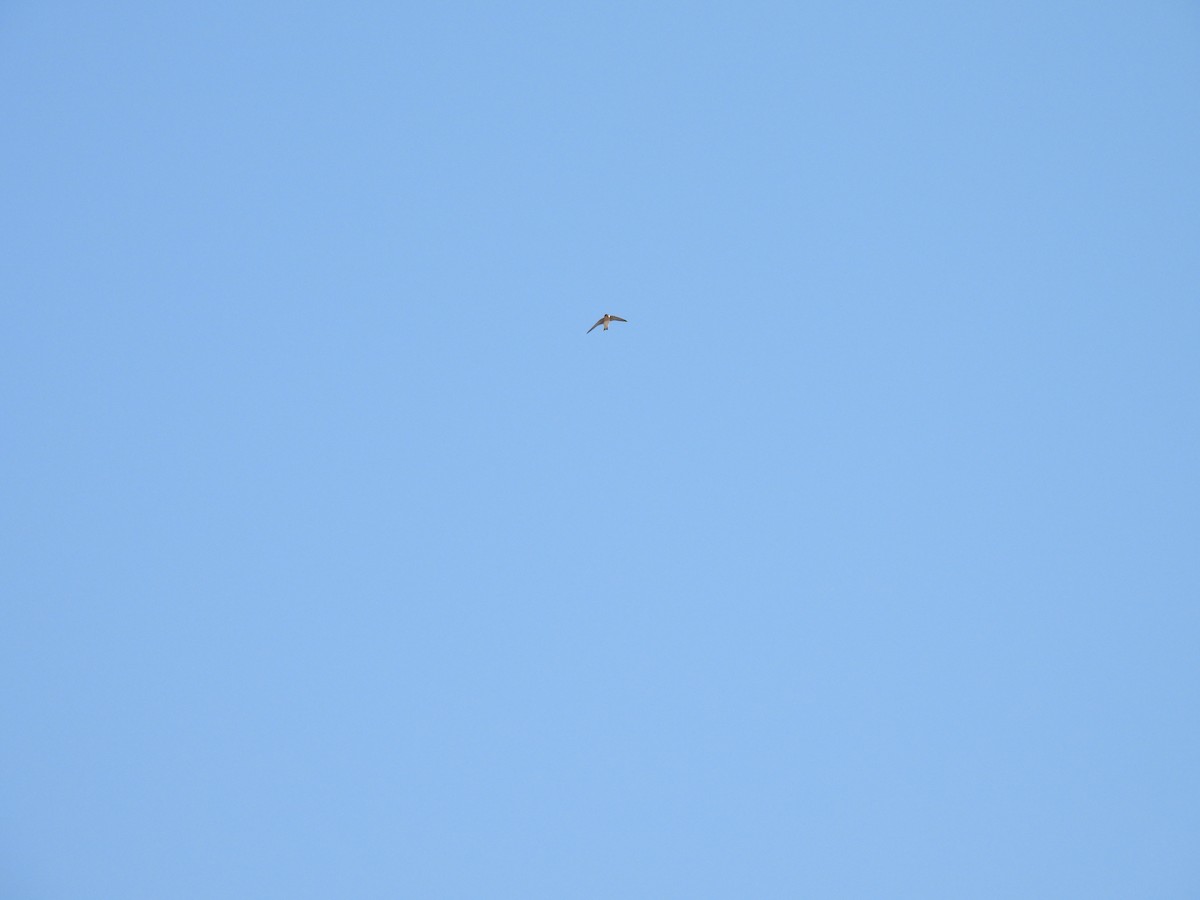 Cave Swallow - ML631480896