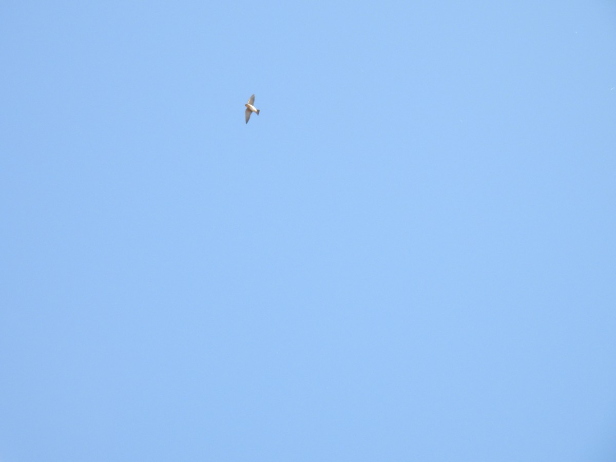 Cave Swallow - ML631480899