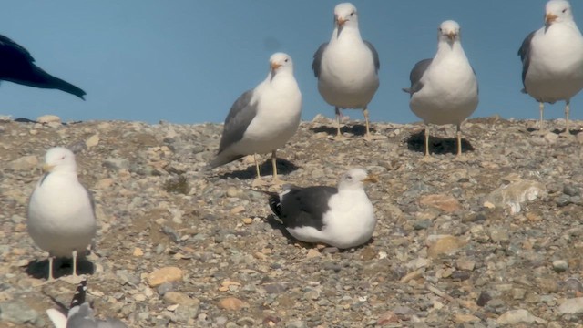 Lesser Black-backed Gull - ML631481303