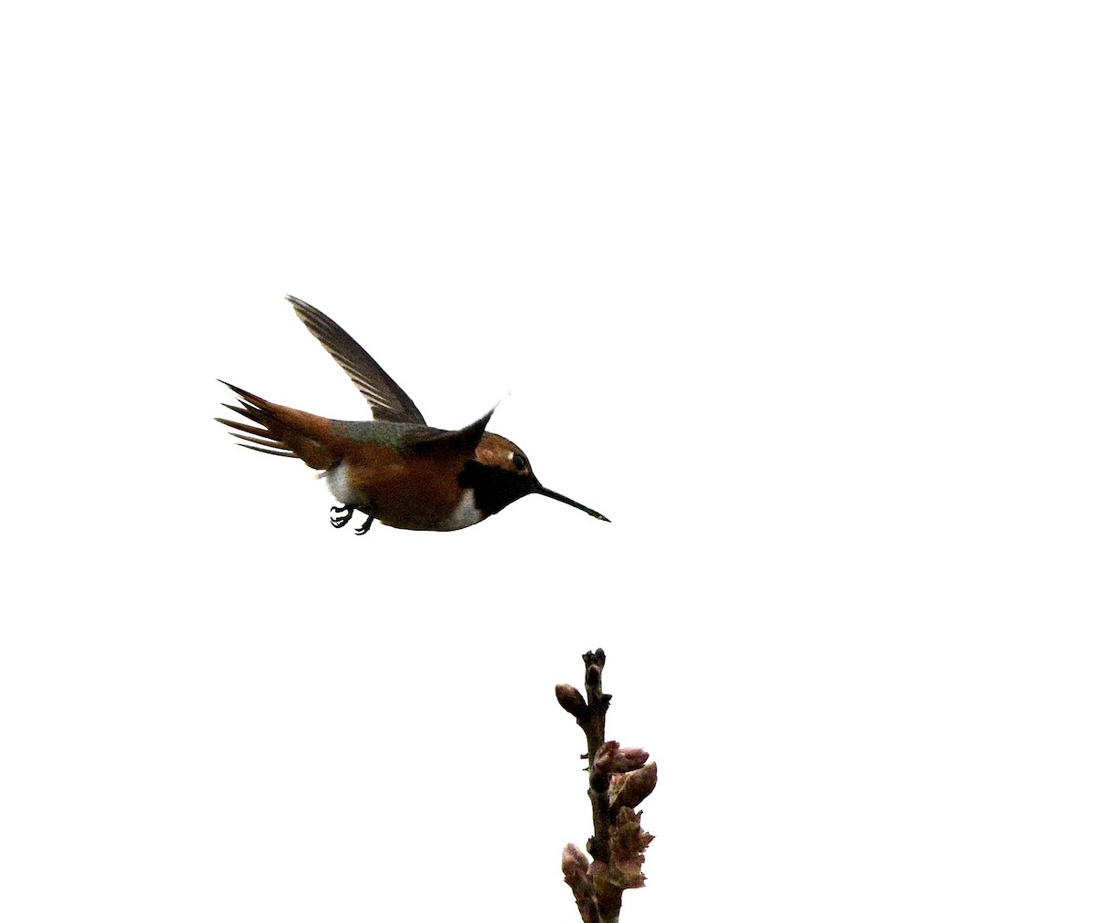 Allen's Hummingbird - ML631481313