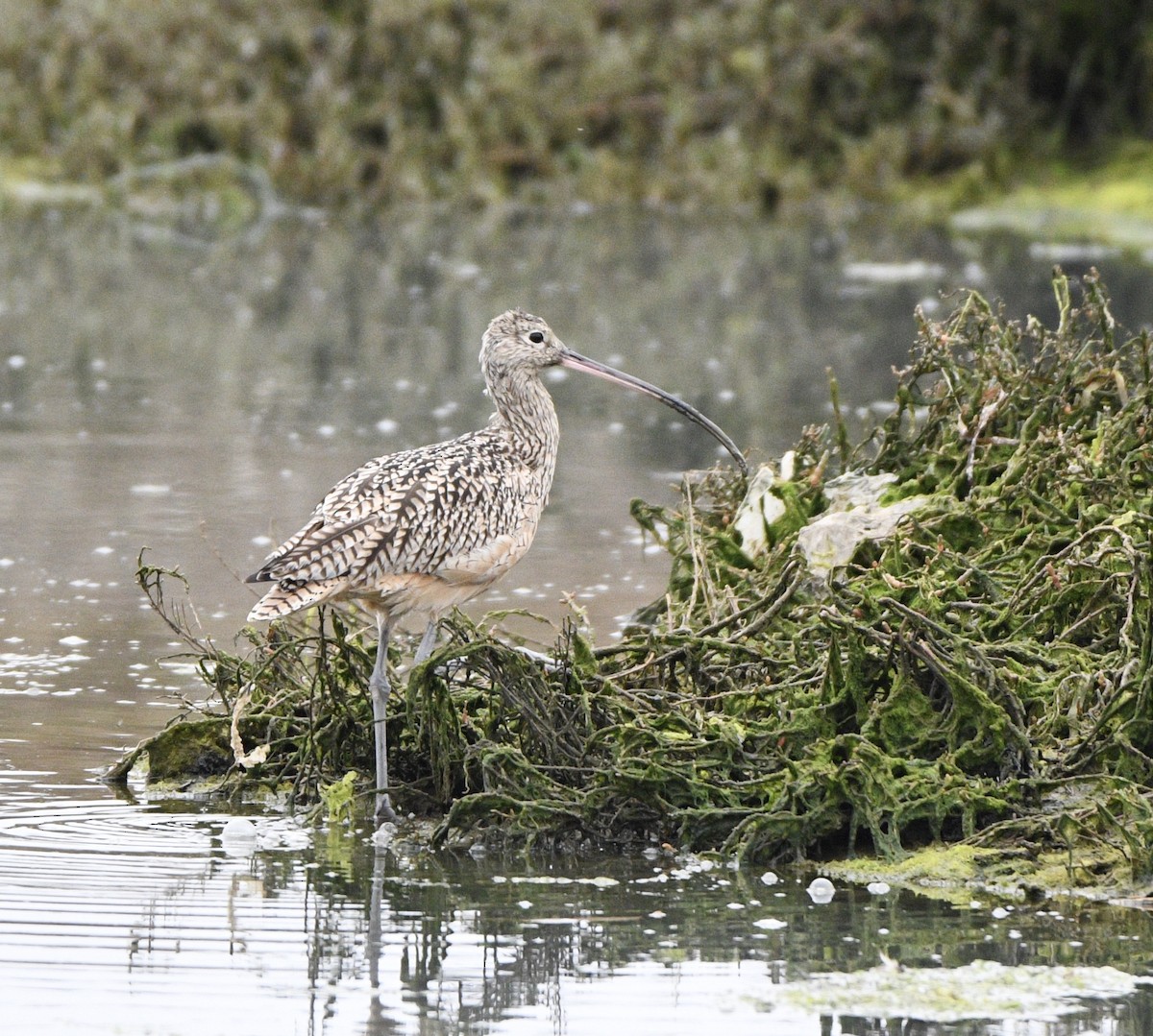 Long-billed Curlew - ML631481353
