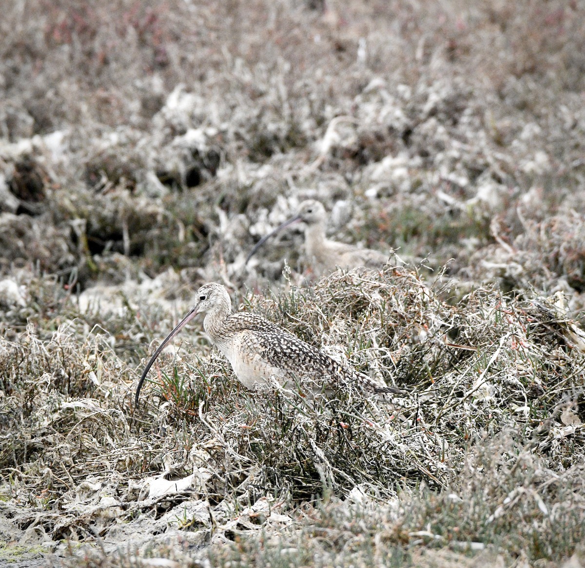 Long-billed Curlew - ML631481354