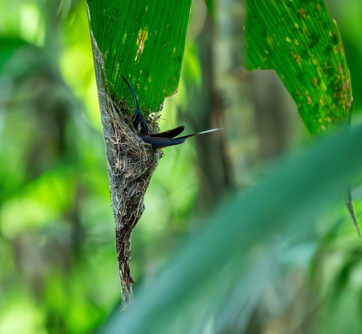 Long-billed Hermit - ML631481399