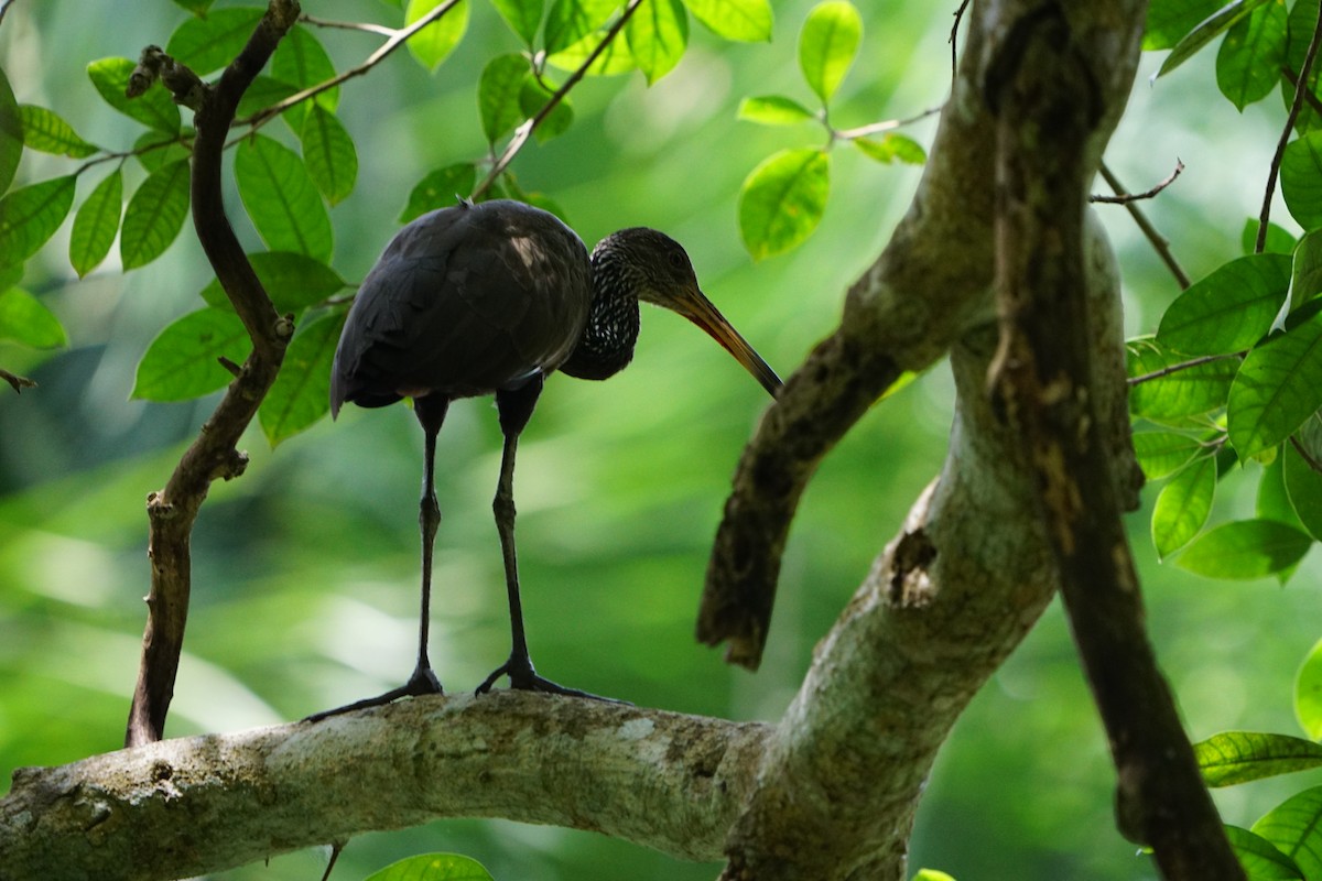 Limpkin - ML631481405