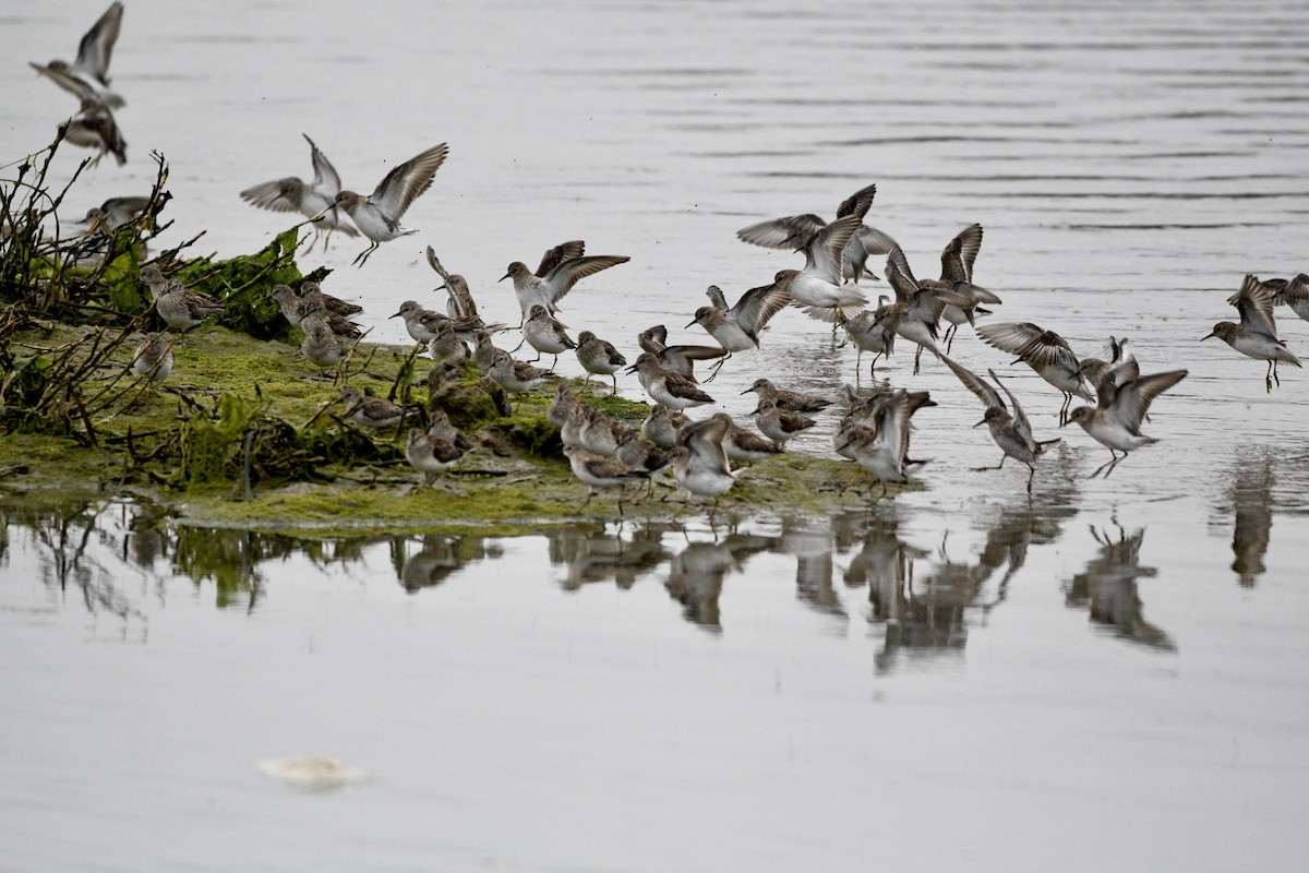 Least Sandpiper - ML631481428