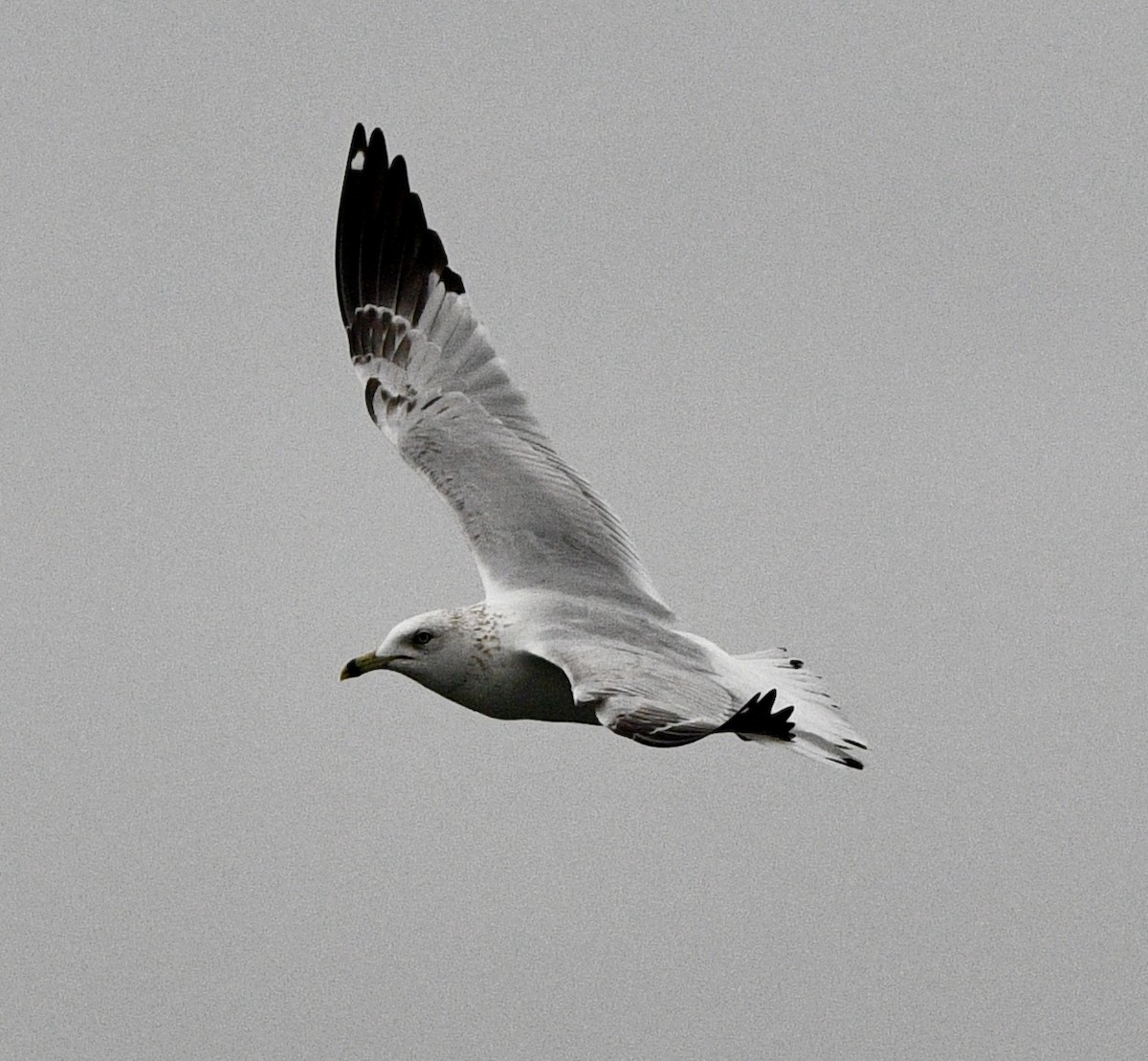 Ring-billed Gull - ML631481457