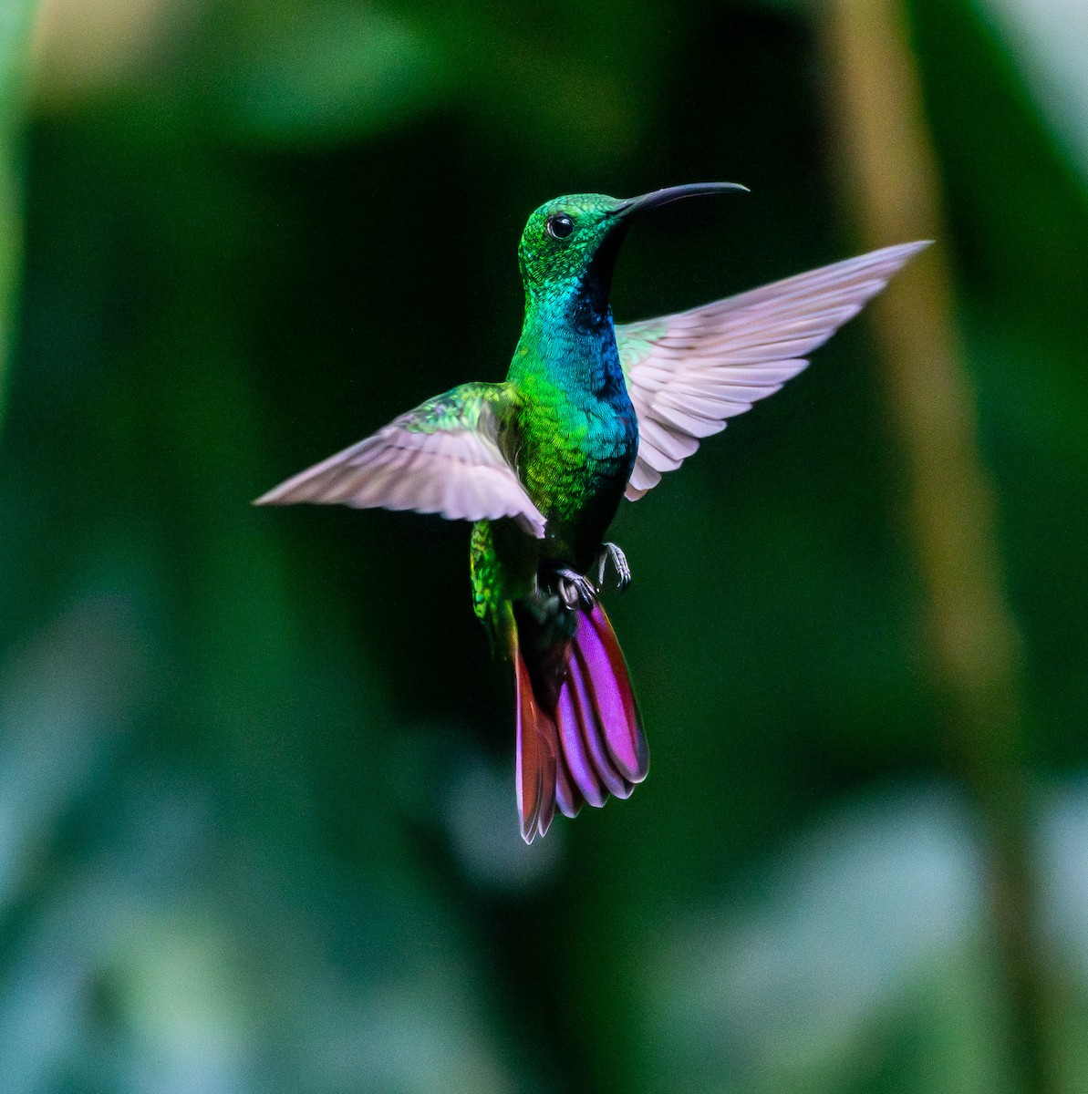 Green-breasted Mango - ML631481476