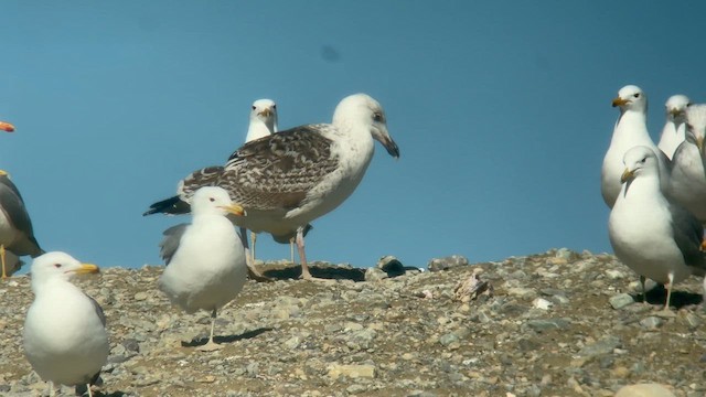 Great Black-backed Gull - ML631481478