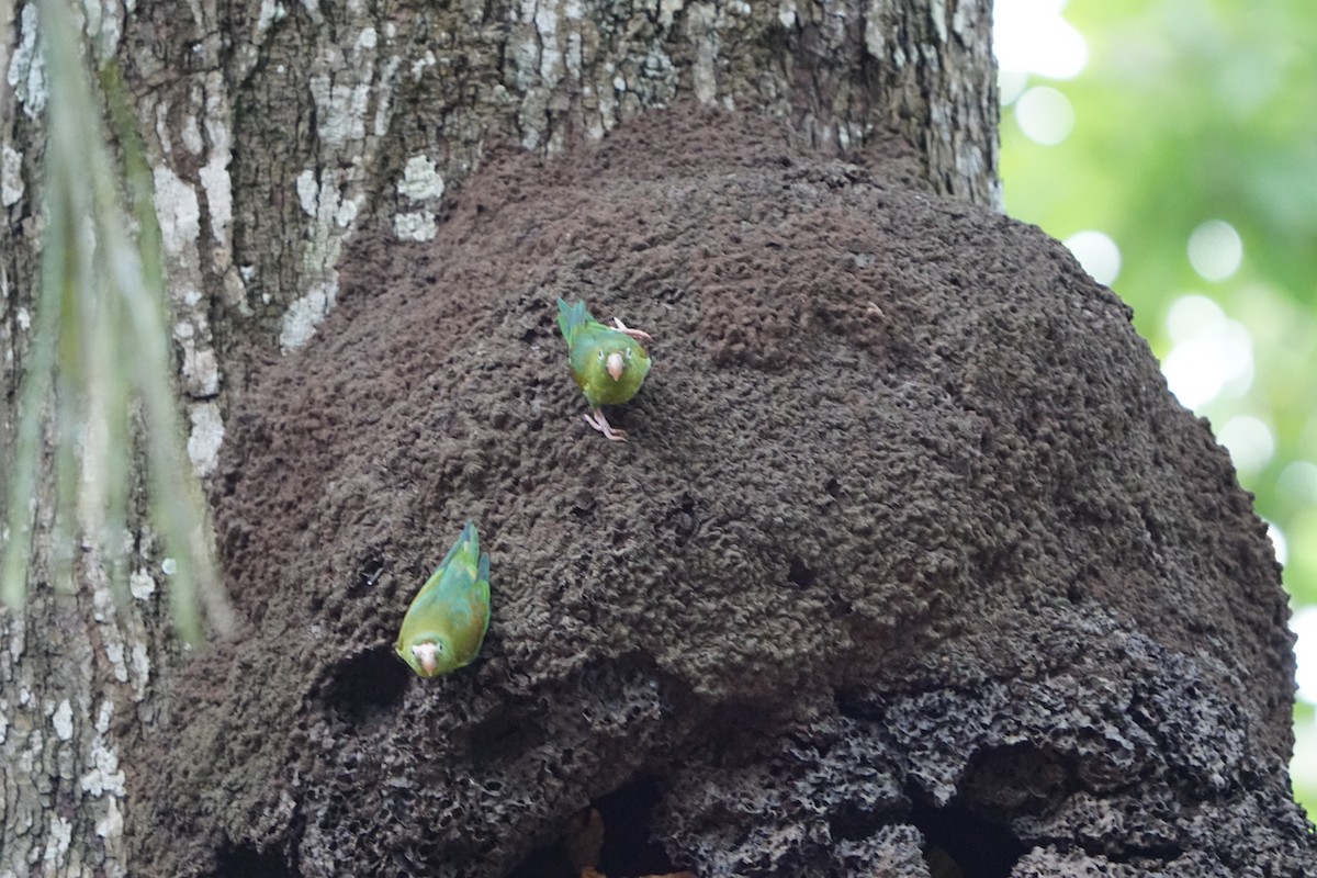 Orange-chinned Parakeet - ML631481492