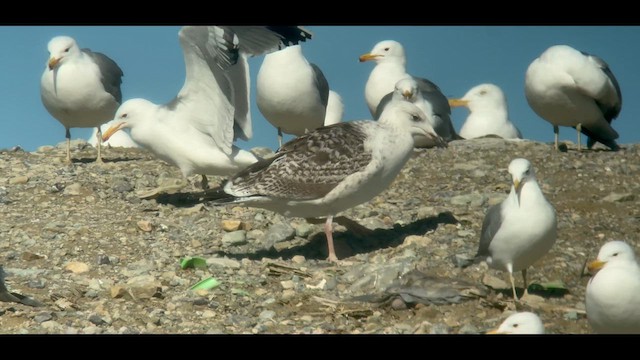 Great Black-backed Gull - ML631481493