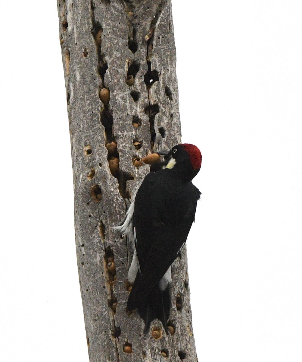 Acorn Woodpecker - ML631481504