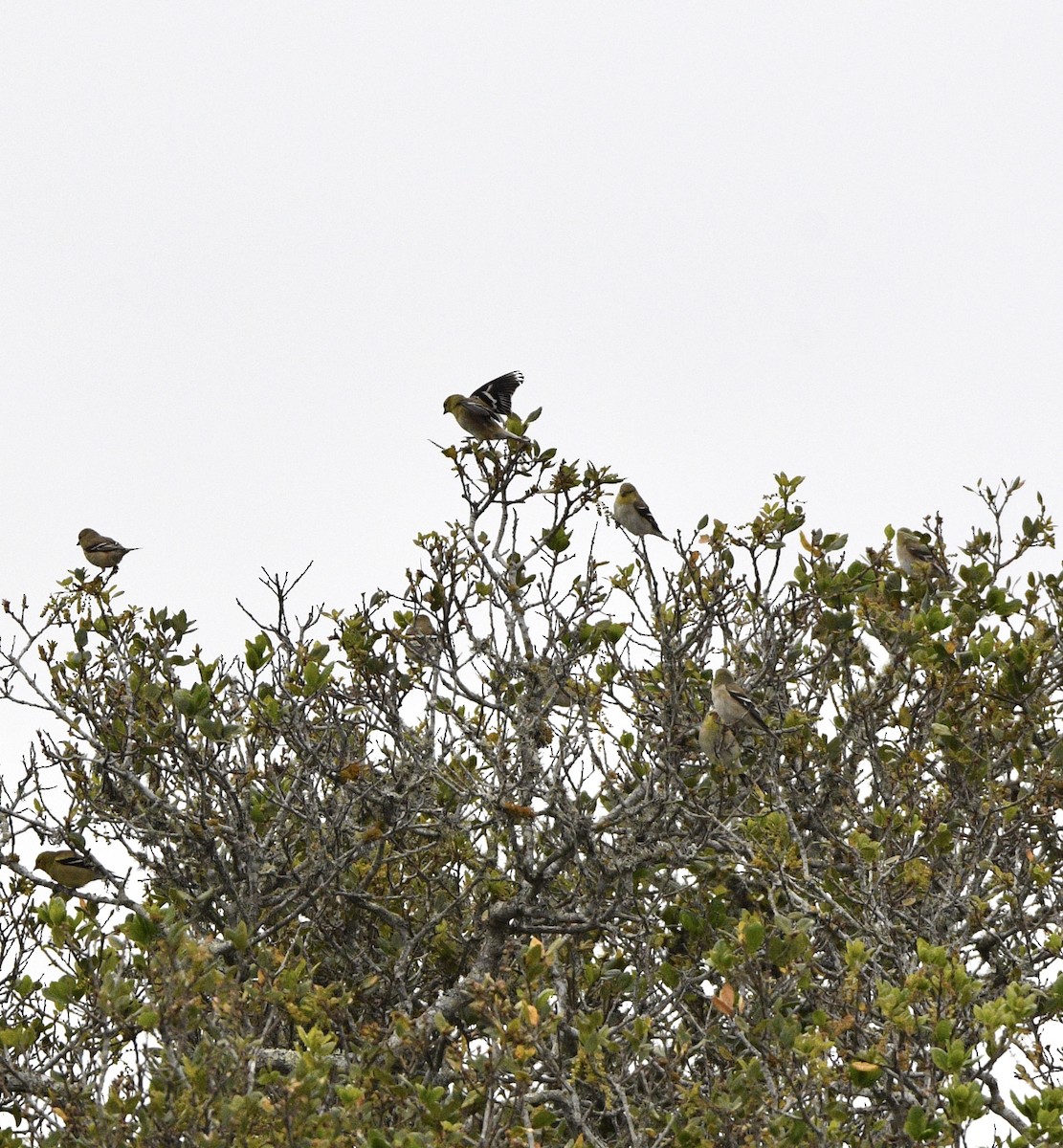 American Goldfinch - ML631481522