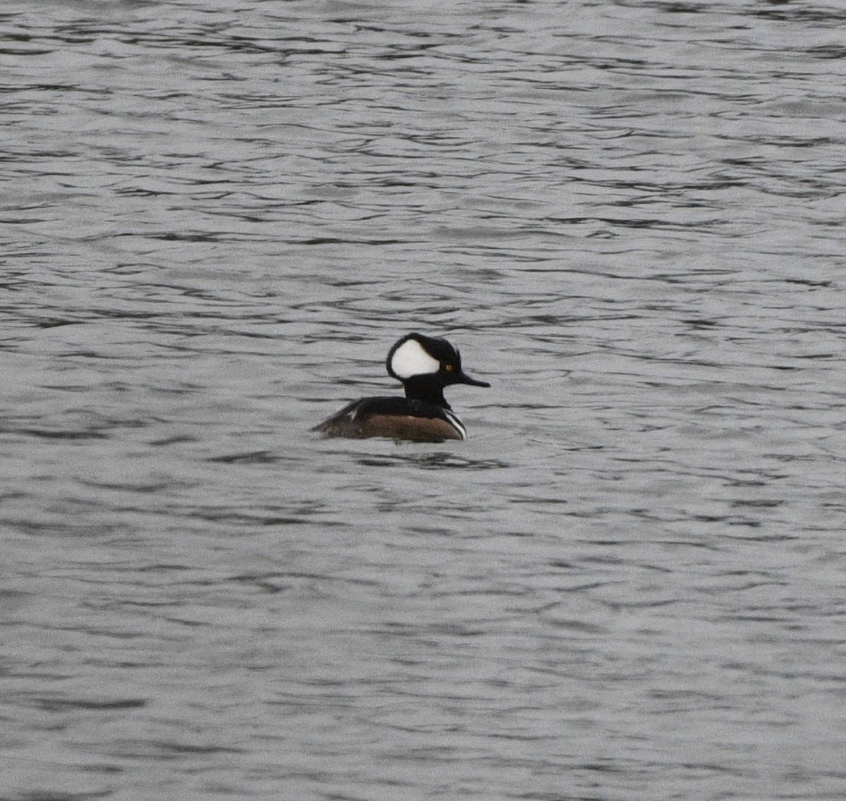Hooded Merganser - ML631481548