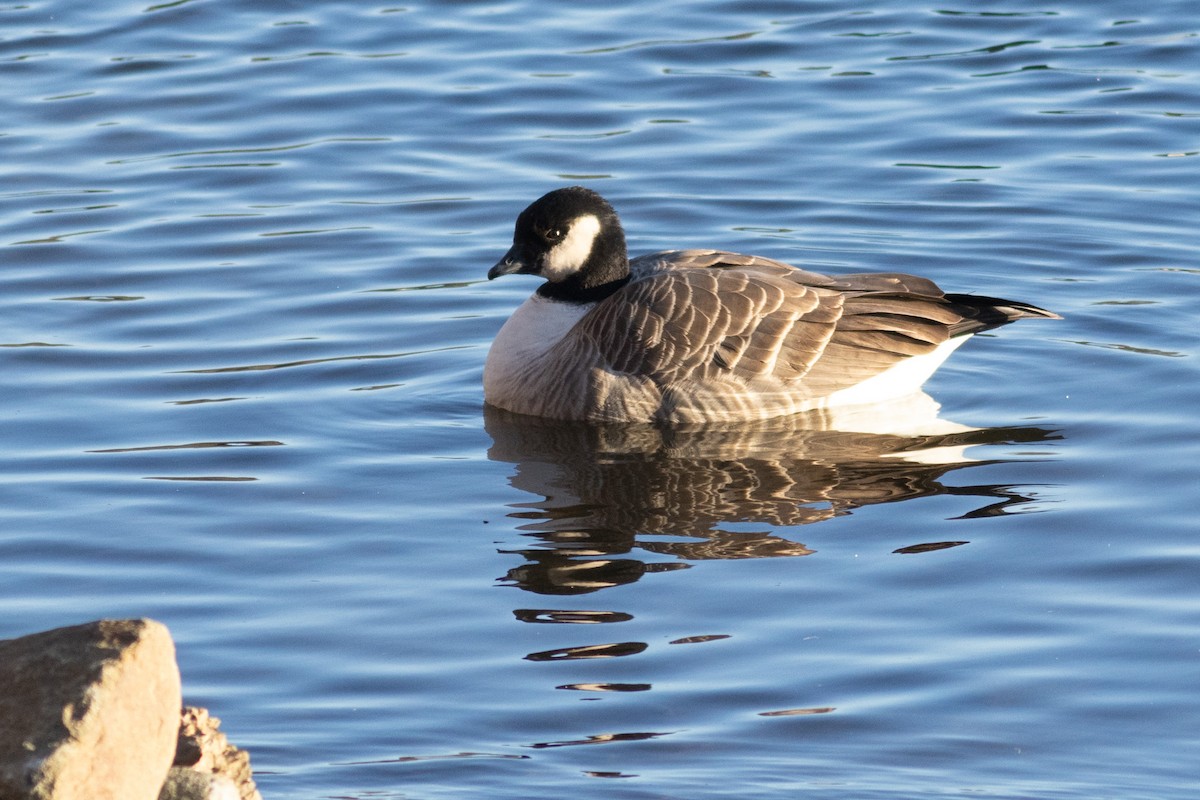 Cackling Goose (Richardson's) - Marshall Iliff