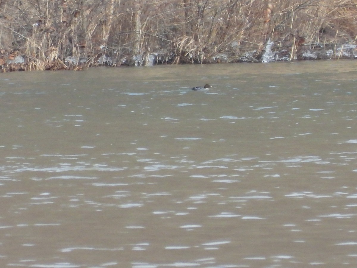 Common Goldeneye - ML631481810