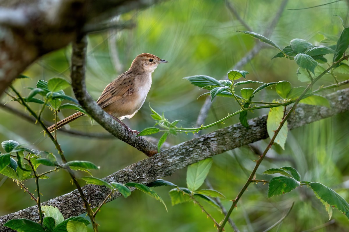 Tawny Grassbird - ML631481850