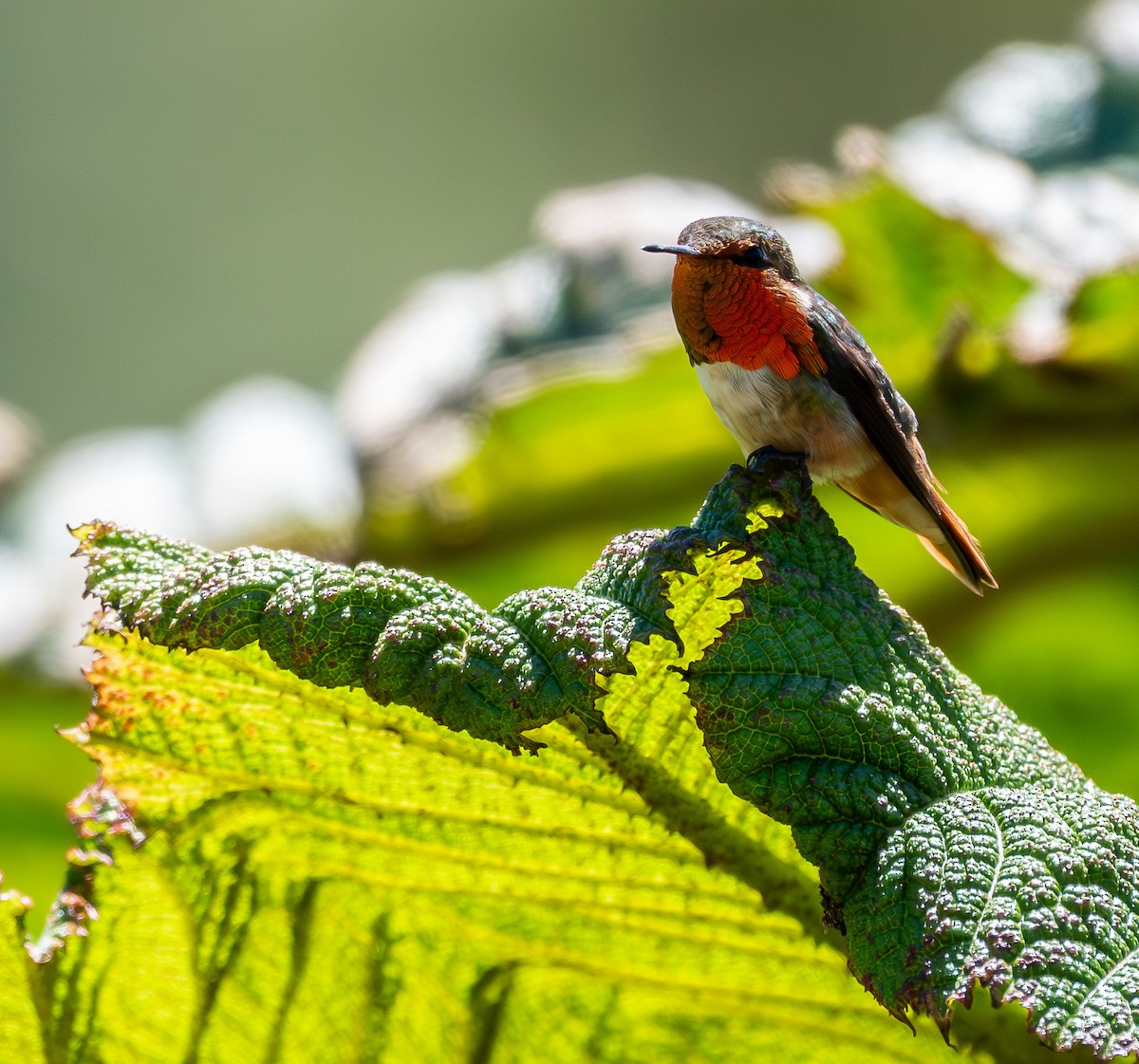 Scintillant Hummingbird - ML631481870