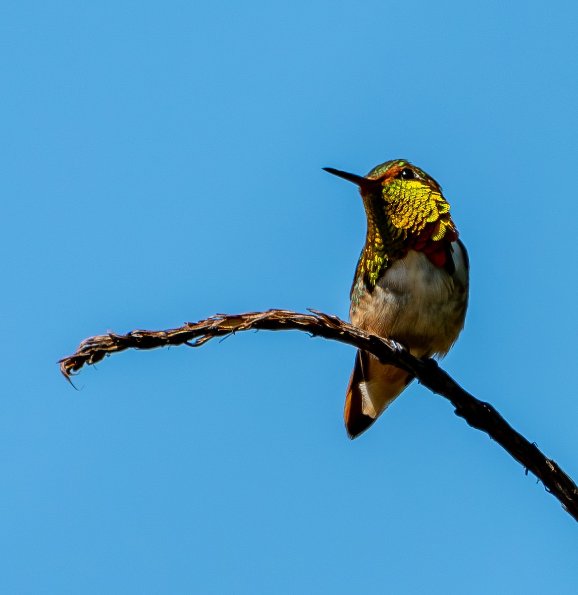 Scintillant Hummingbird - ML631481871