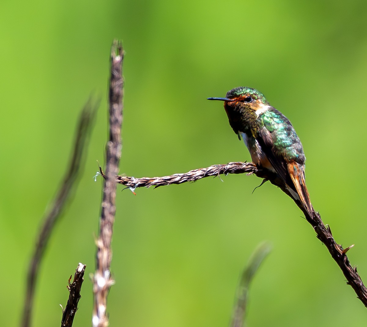 Scintillant Hummingbird - ML631481872
