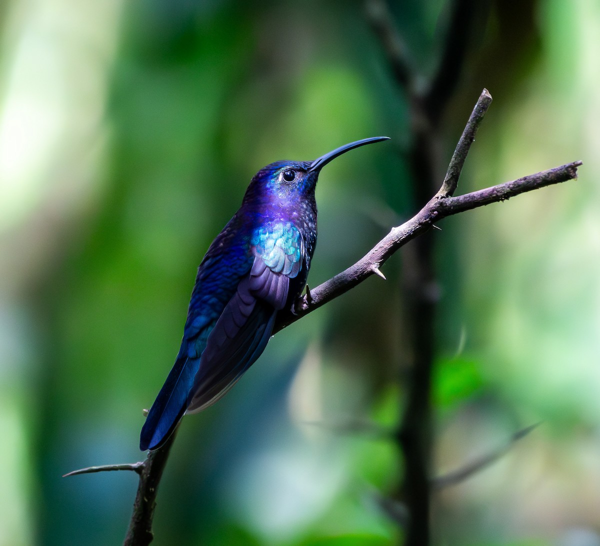 Violet Sabrewing - ML631481929