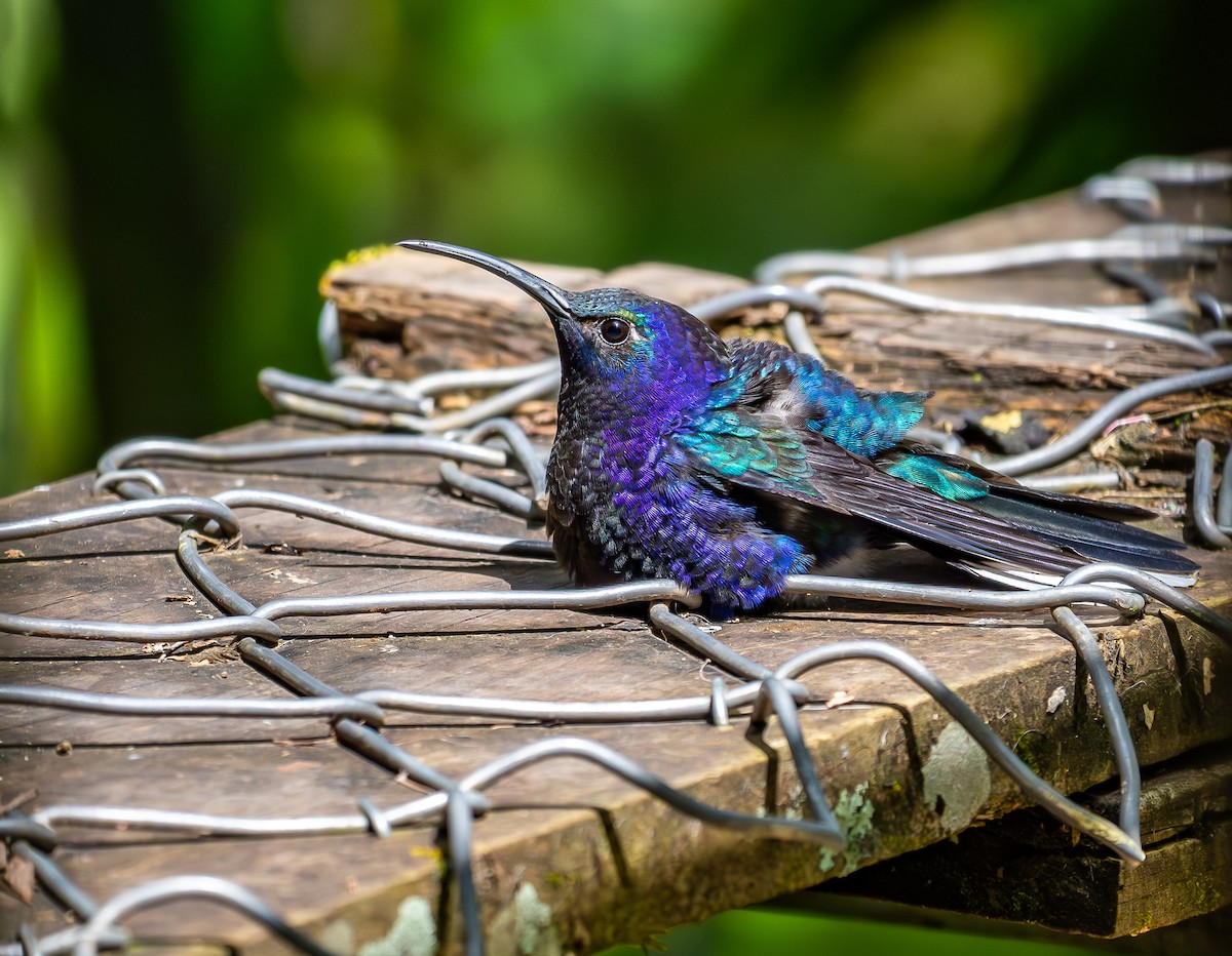 Violet Sabrewing - ML631481930