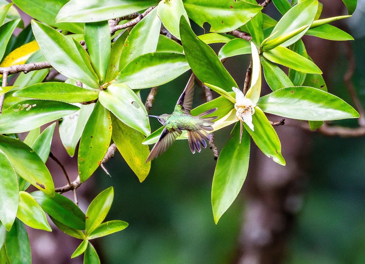 Mangrove Hummingbird - ML631482031