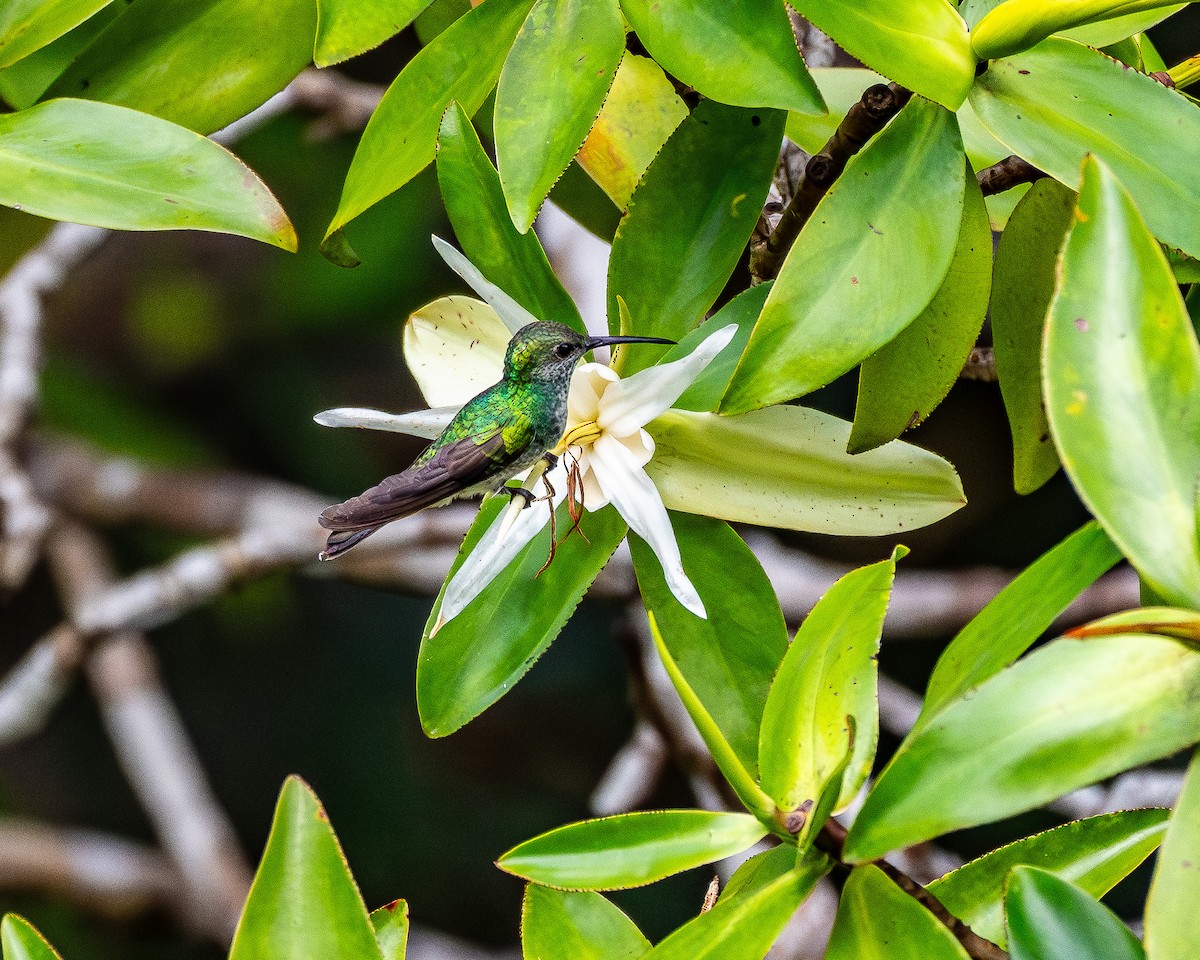Mangrove Hummingbird - ML631482032