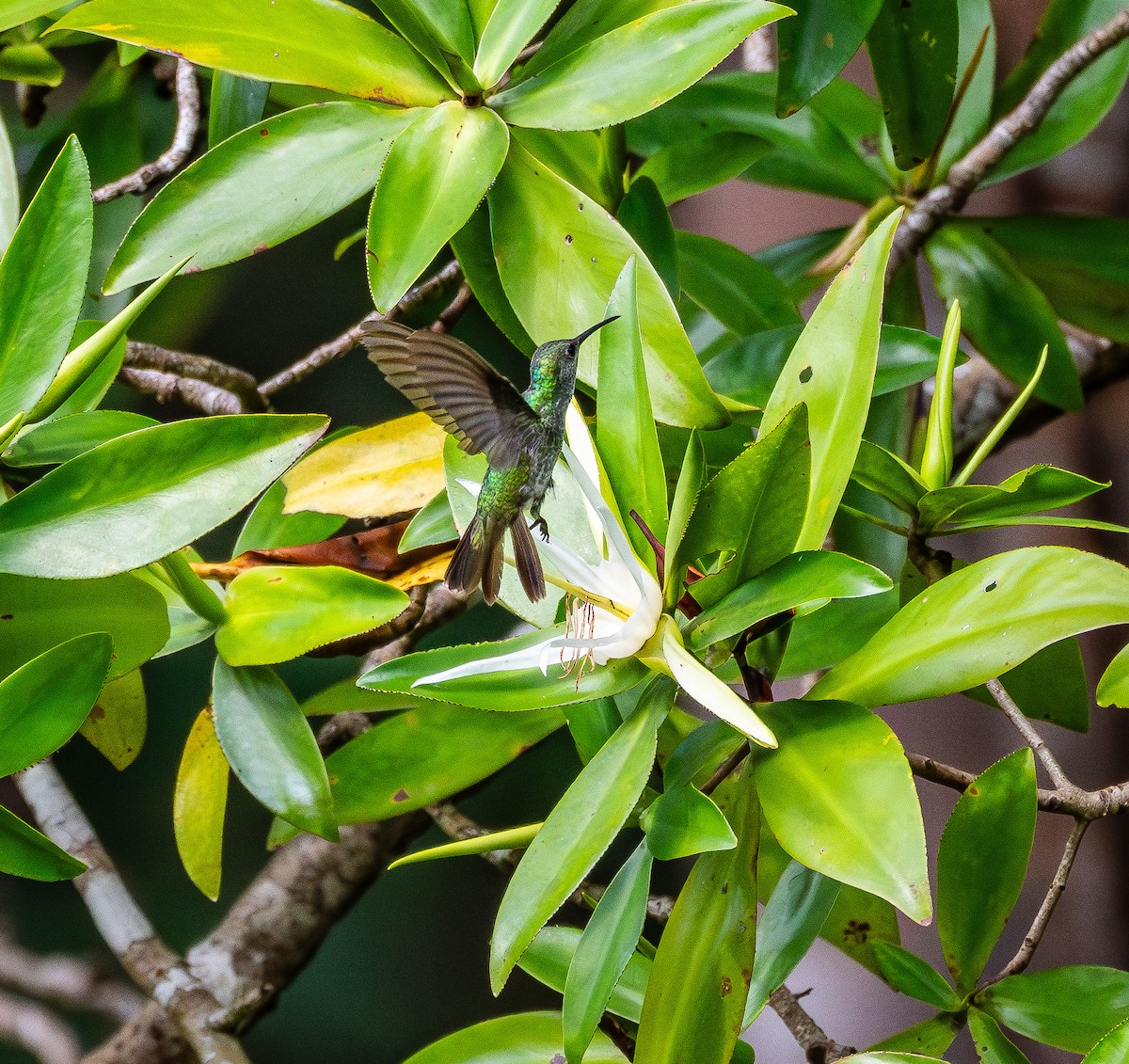 Mangrove Hummingbird - ML631482033