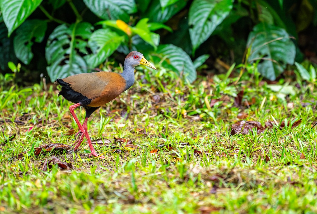 Russet-naped Wood-Rail - ML631482072