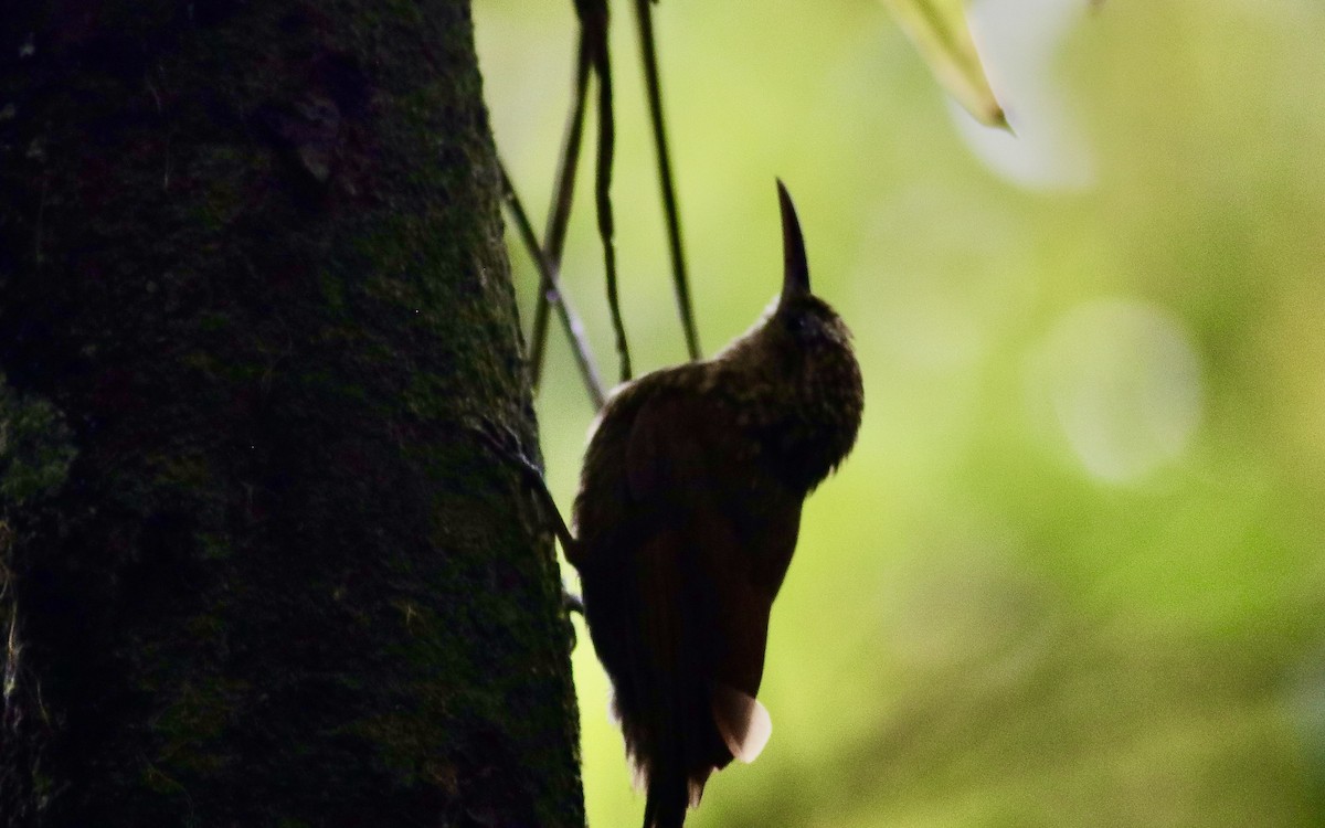 Ceara Woodcreeper - ML631482160