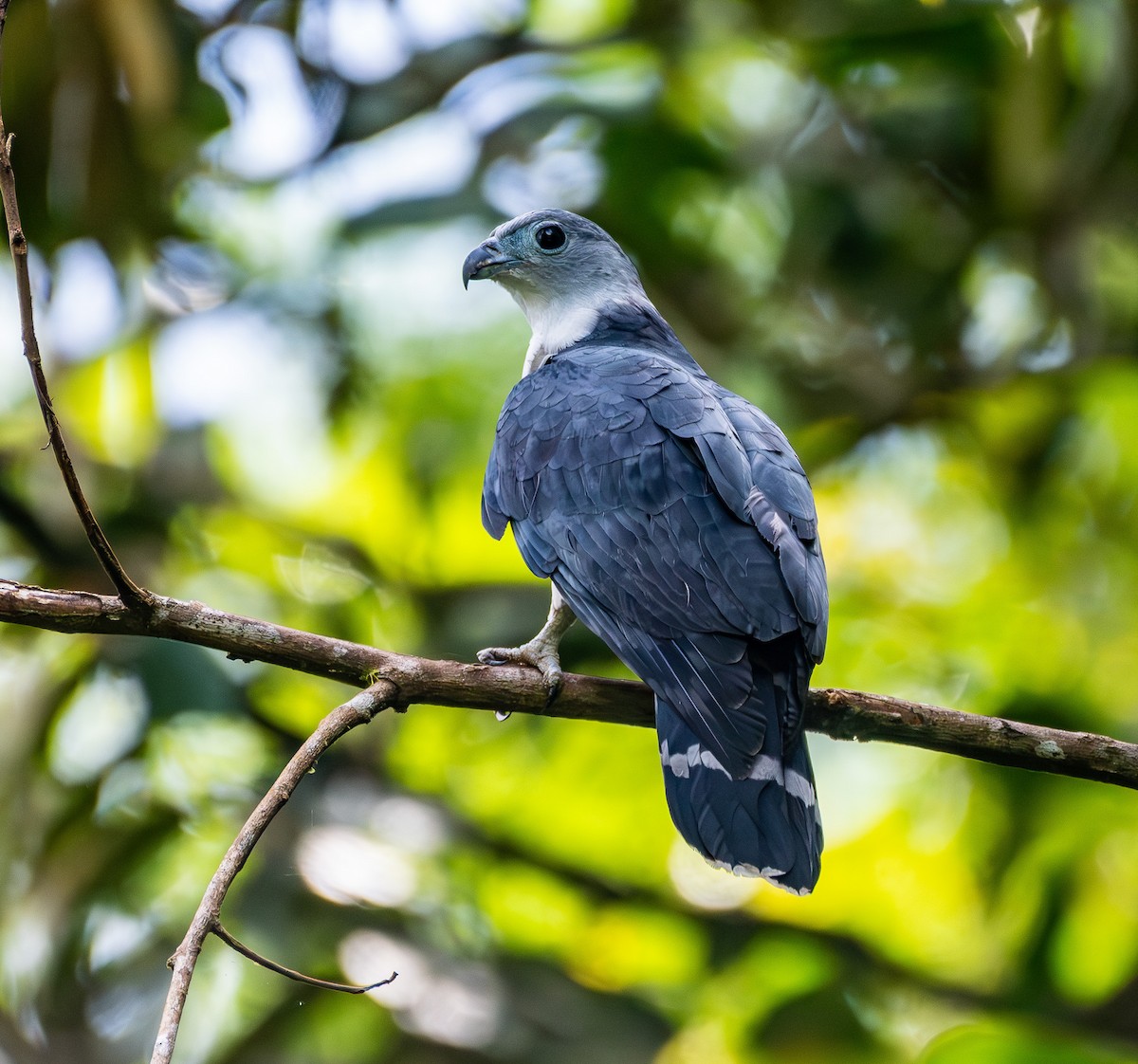 Gray-headed Kite - ML631482170