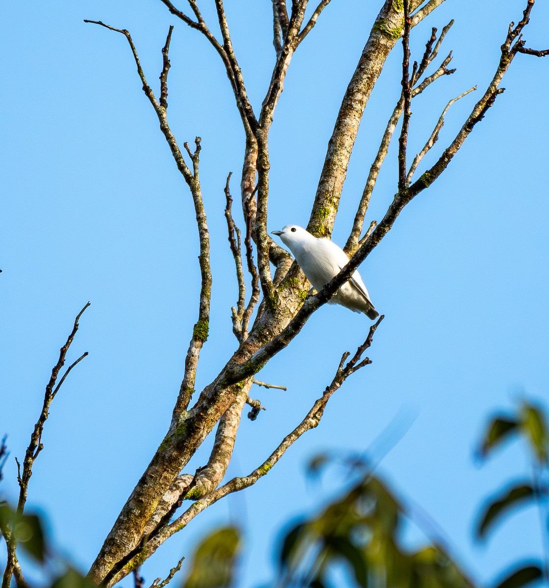 Snowy Cotinga - ML631482284