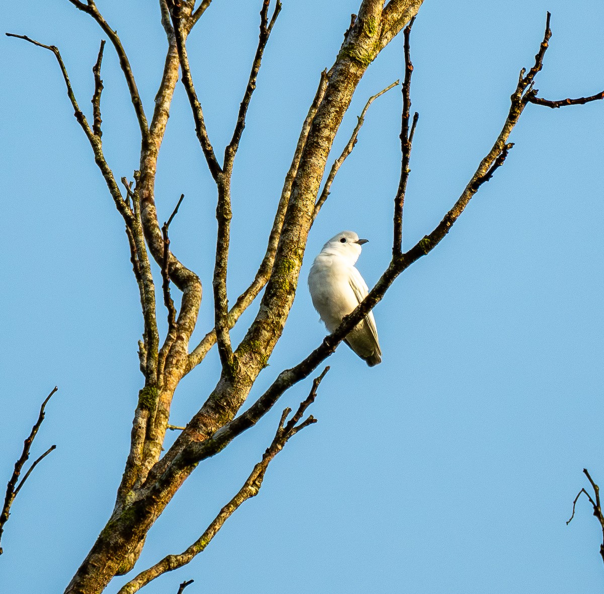 Snowy Cotinga - ML631482285