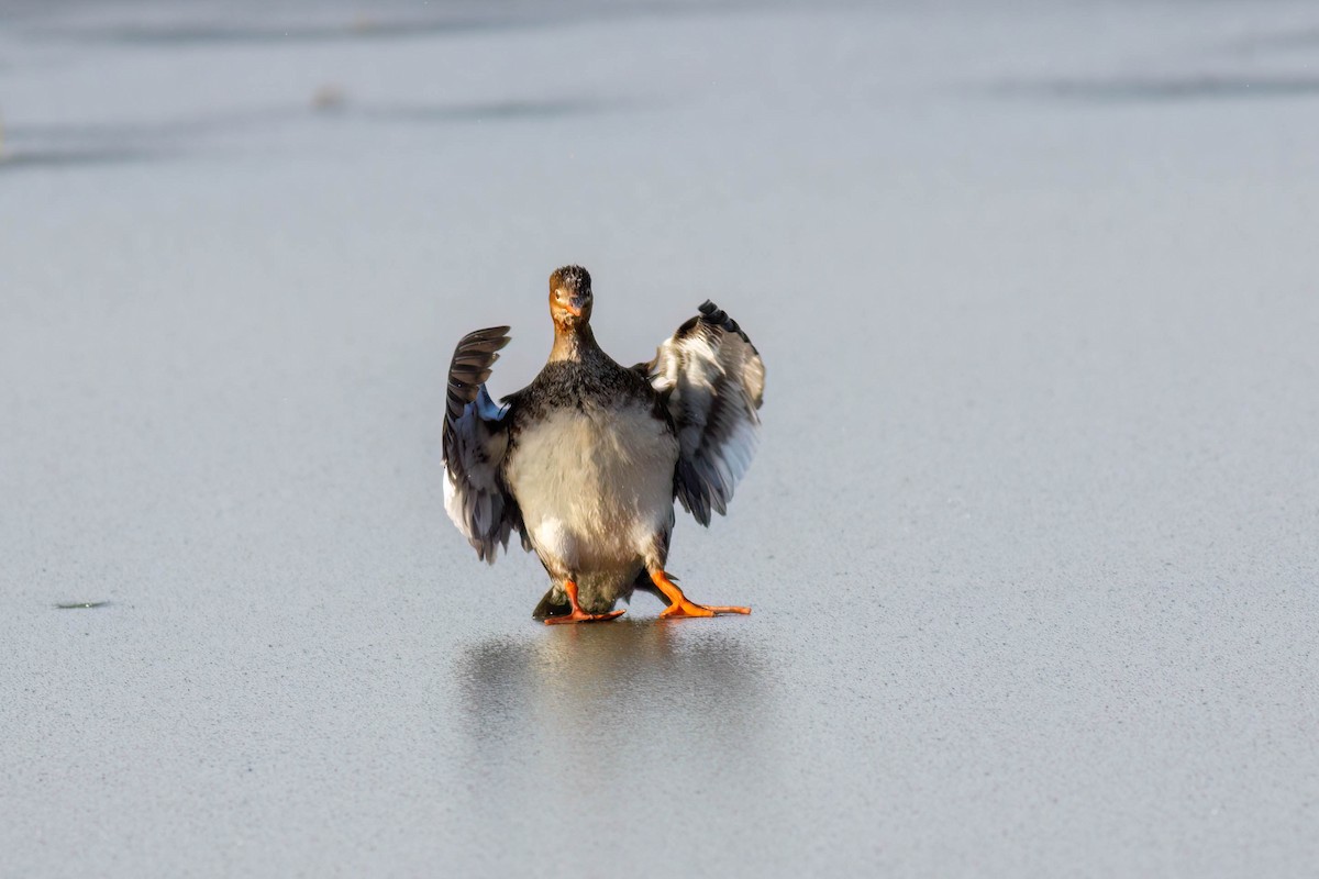 Сэвгэр бохио - ML631482304