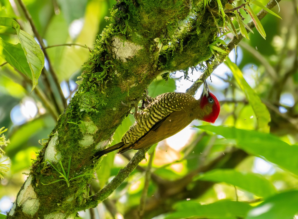 Rufous-winged Woodpecker - ML631482374